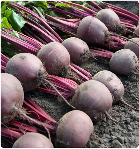 Beetroot