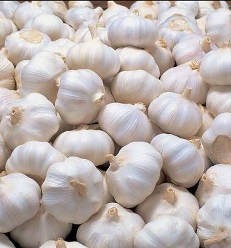 Garlic